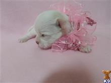 maltese puppy posted by Elegant Babies